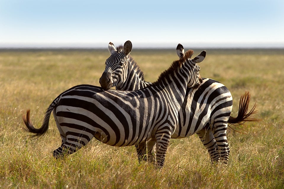 Linked necks by Andy Biggs