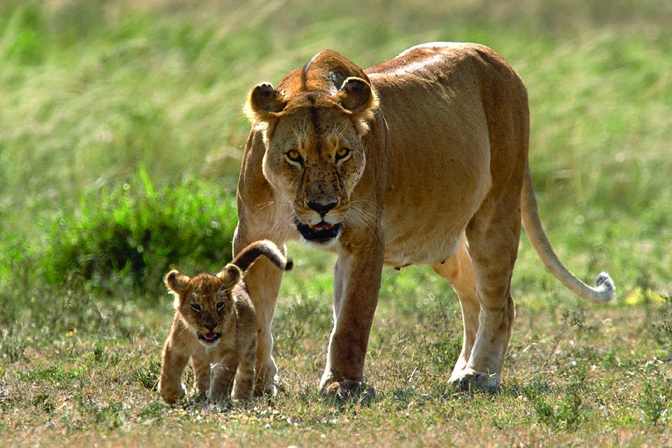 Lion and cub by Jay Torborg