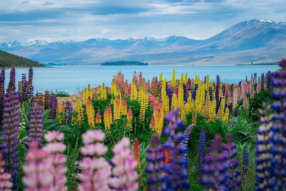 lupines