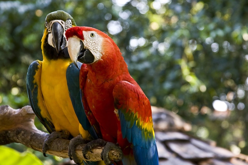 macaws