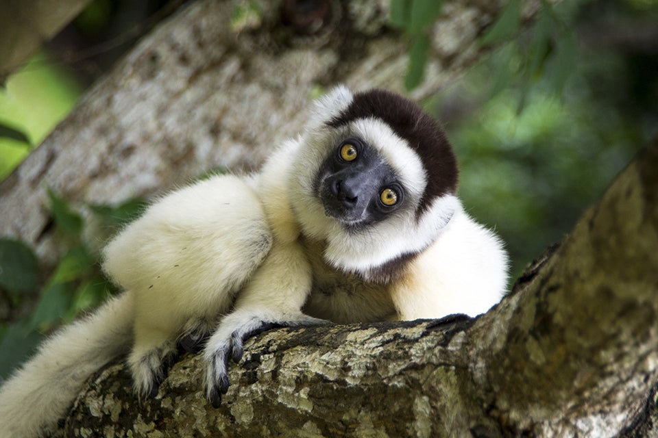 lemur in tree