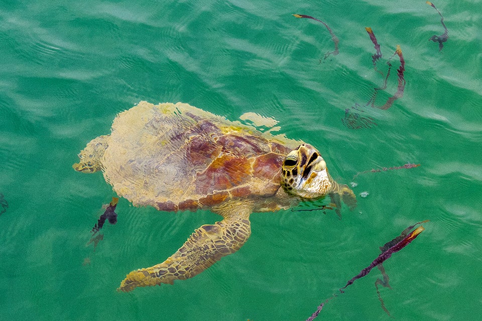 Monkey Mia Turtle