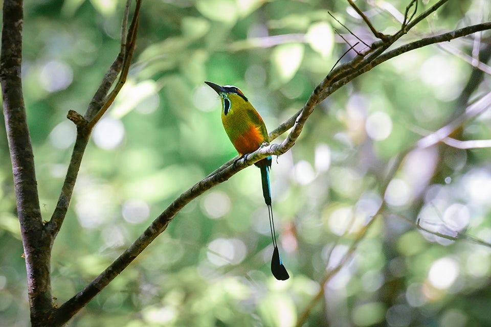 Bird in tree
