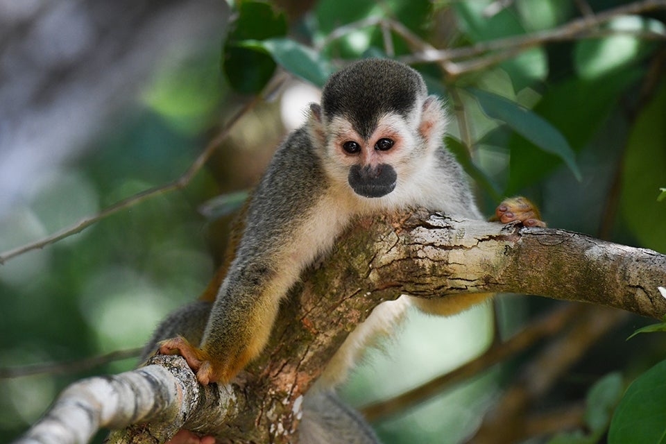 Monkey in tree