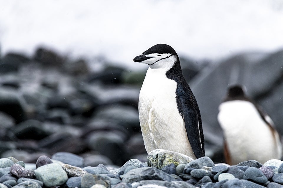 HAA Antarctica 2024   No 2030 A030322 Ushuaia Montevideo StudioPONANT Laurence Fischer 960x640 