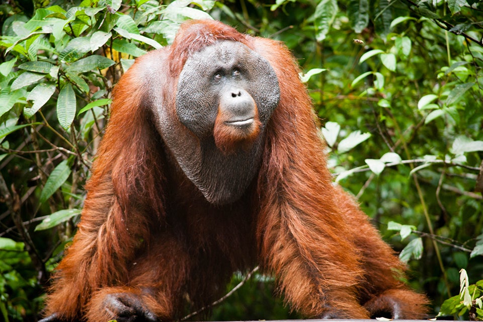 Orangutan in national park