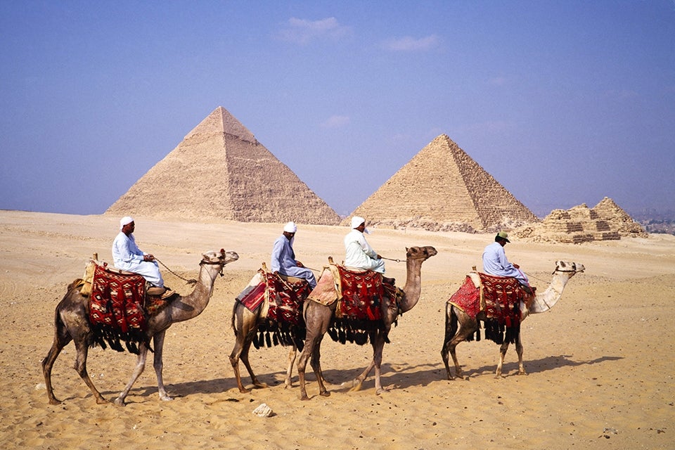 Camels with Pyramids in background