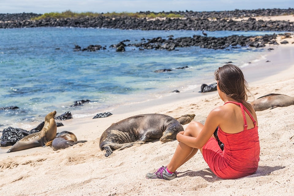 Sea Lions