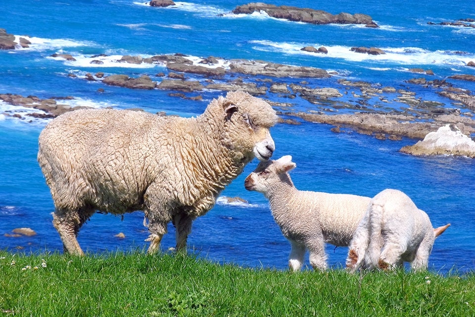 sheep