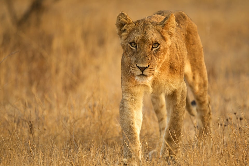 Lion