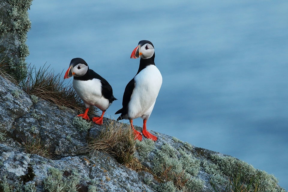 Two puffins on the Island of Runde, Norway