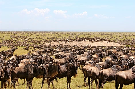Tanzania Migration
