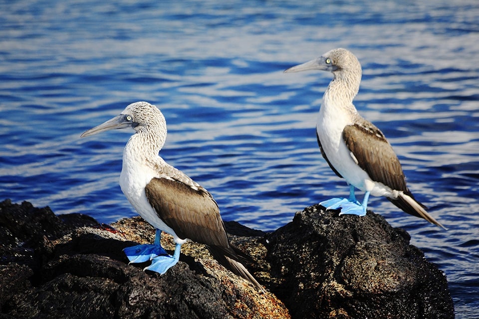 Blue Footed Boobies