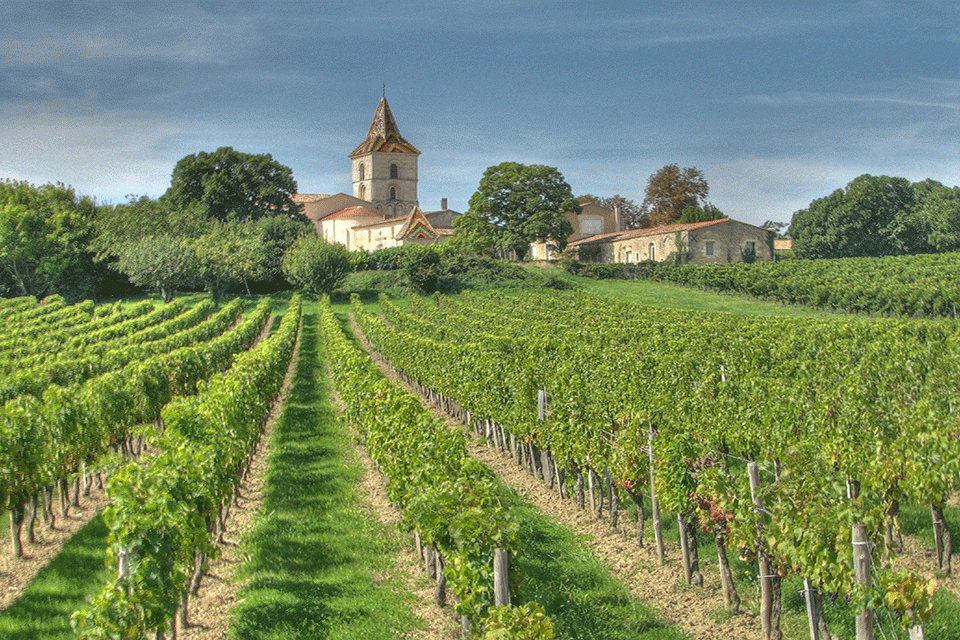 vineyard in Bordeaux