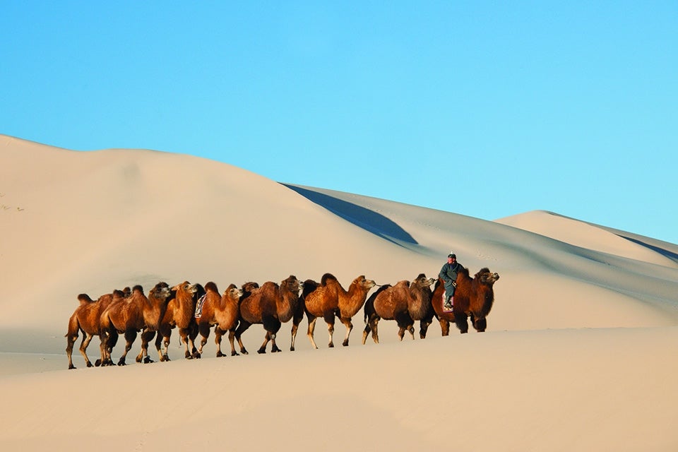 camels walking across desert