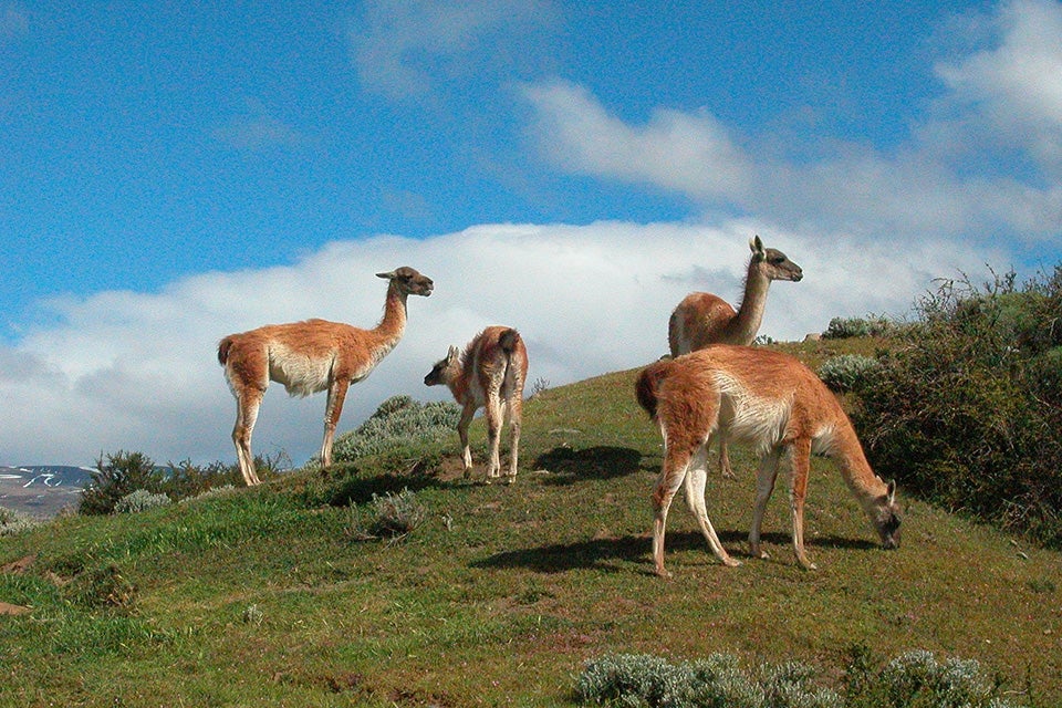 animals in Patagonia