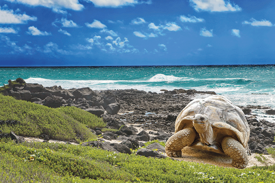 giant turtle on the beach