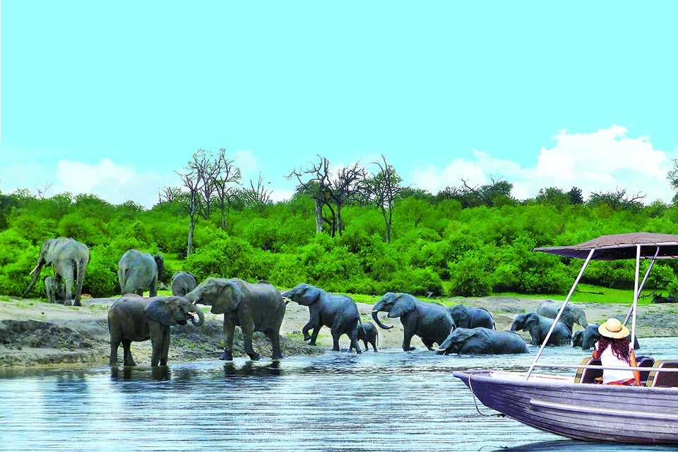 herd of elephants in the water