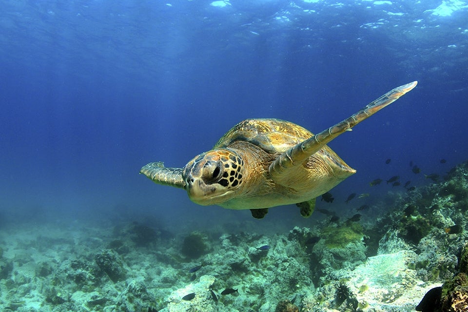 Galapagos Sea Turtle