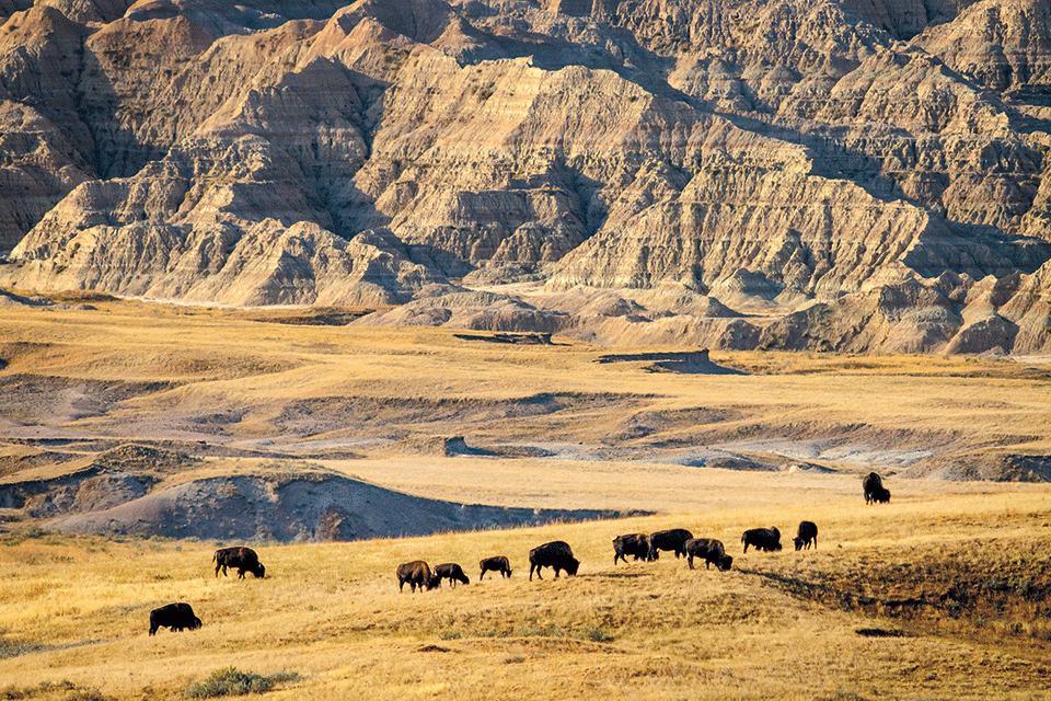 herd of buffalo on open plain