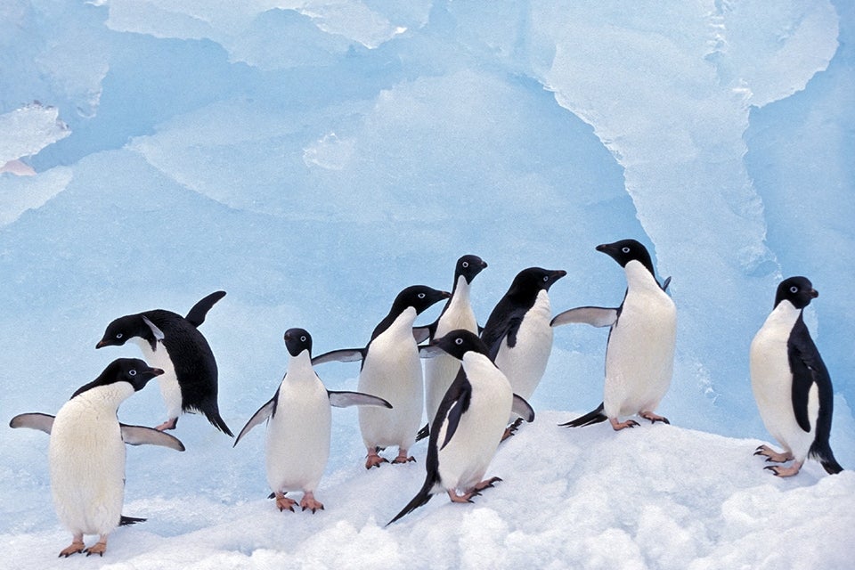 Penguins on glacier