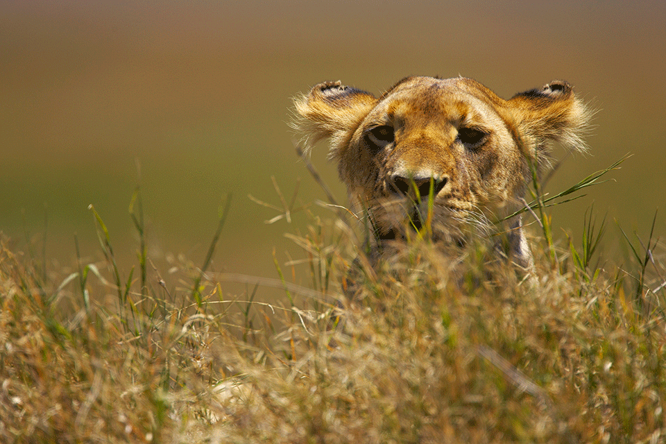lion