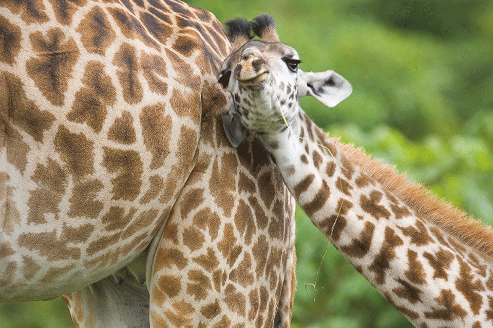 baby giraffe