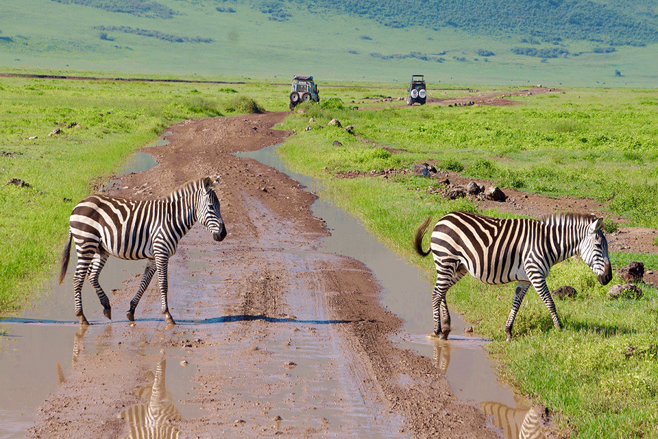 Zebra