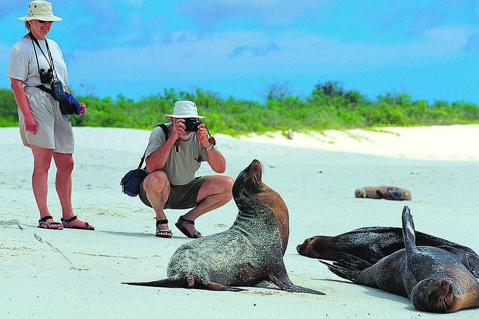traveler photographing seals