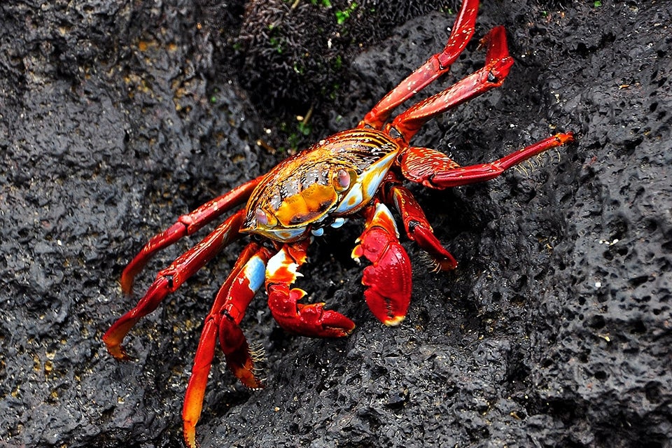 crab on rock