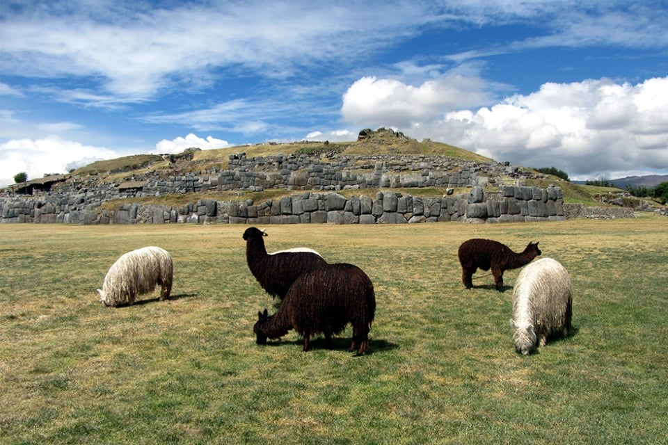 Alpacas