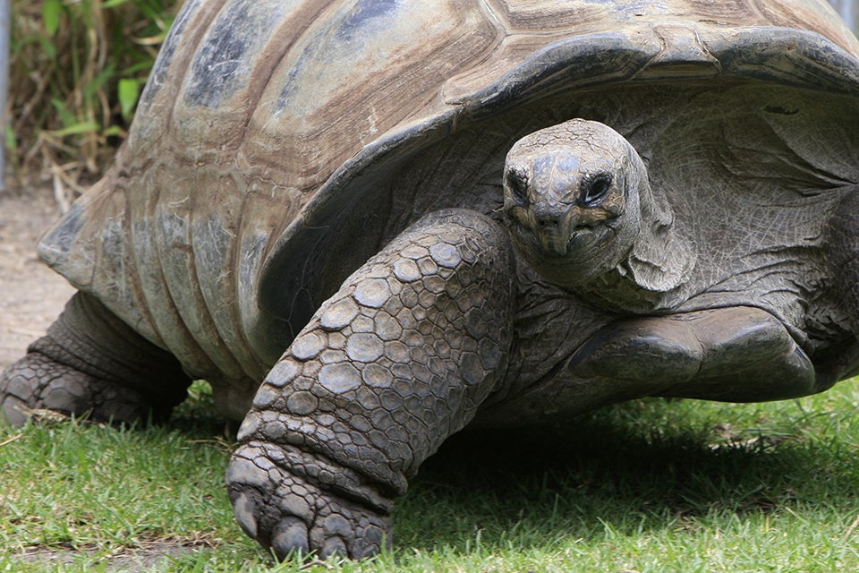 giant tortoise