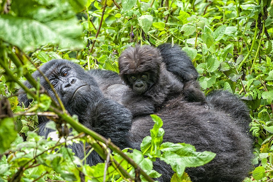 Gorilla mom and baby