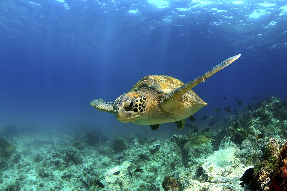 Large Sea Turtle