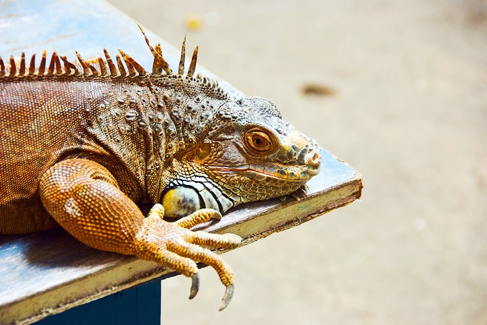 Iguana