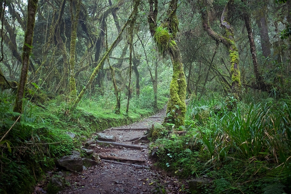 Rainforest