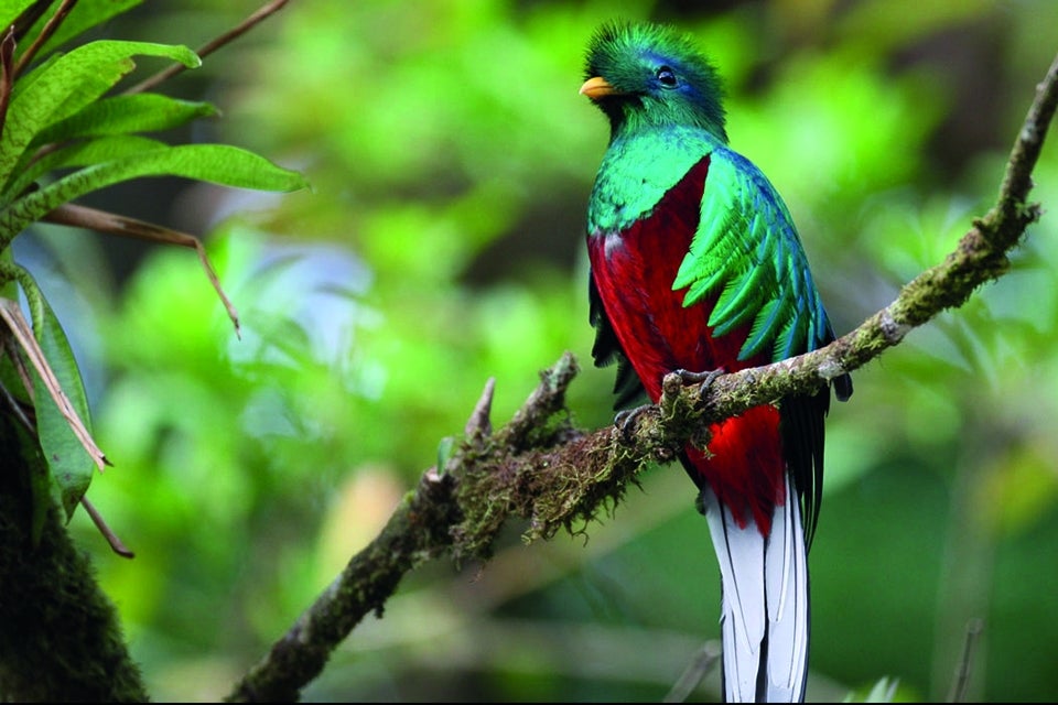 quetzal