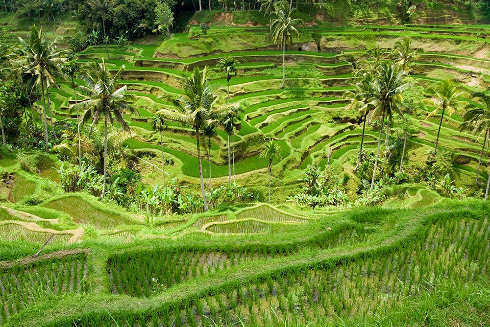 rice terraces