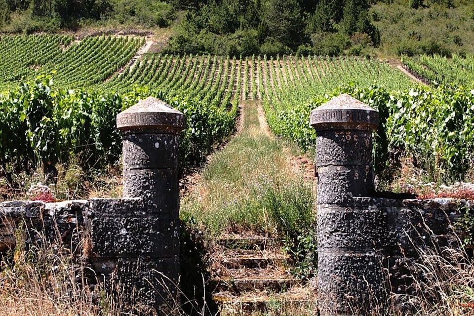 Vineyard view
