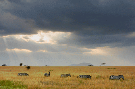 Serengeti savannah